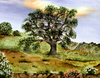 Oak Tree