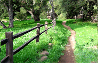 The Path Home